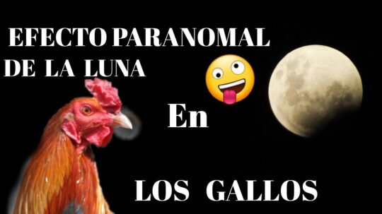 Los misterios detrás del canto de los gallos: una guía completa 3 Desvelando el significado profundo del canto del gallo en la Biblia