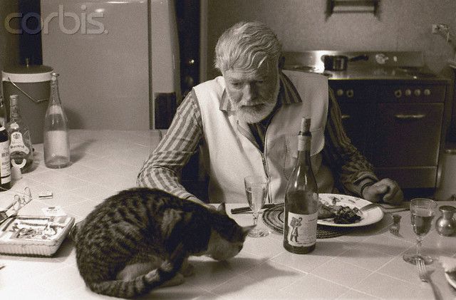 los misteriosos encantos de la raza de gatos gris todo lo que debes saber
