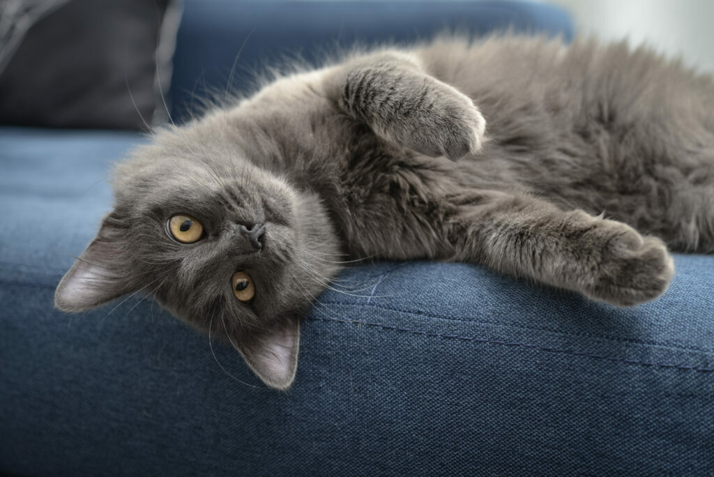 los misteriosos gatos grises con ojos azules todo lo que debes saber