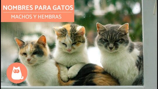 Explorando el significado de Akira en el lenguaje felino