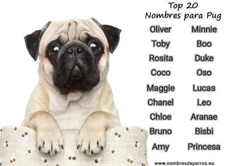 Los nombres más encantadores para perros Husky: ¡Inspírate! 1 los nombres mas encantadores para perros husky inspirate14