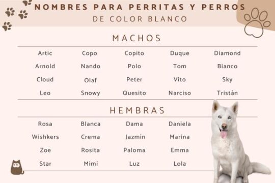 Consejos infalibles para elegir el nombre perfecto para tu fiel compañero canino