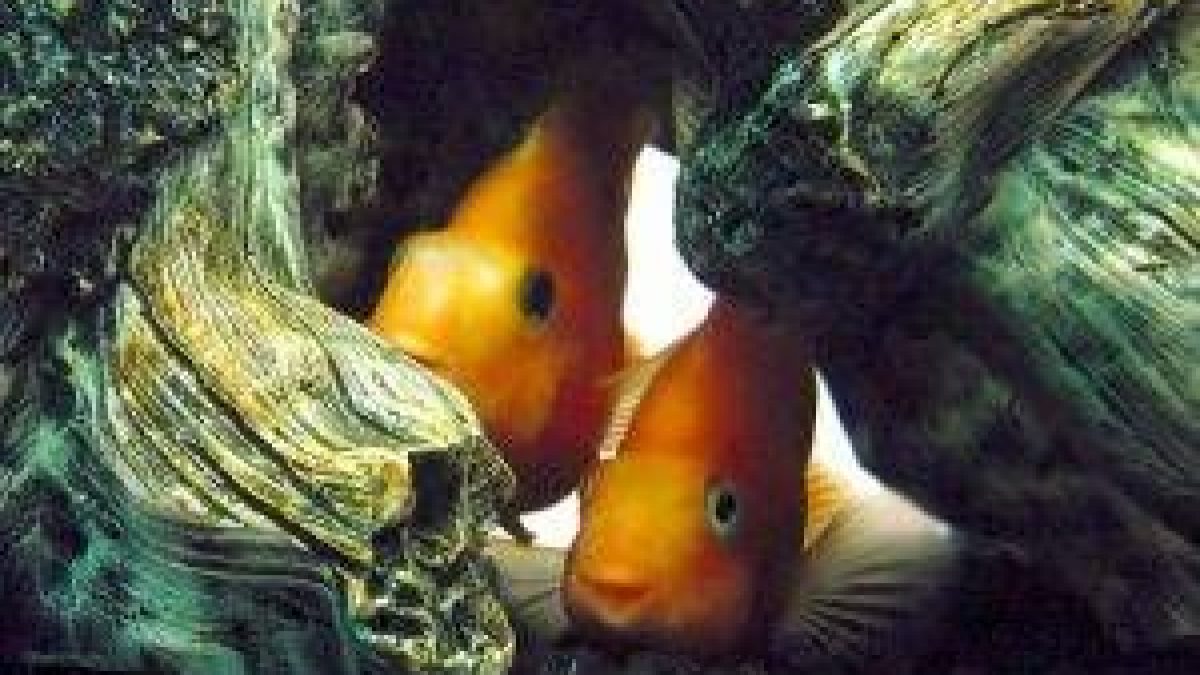 Los peces come algas más eficientes para mantener tu acuario limpio 1 los peces come algas mas eficientes para mantener tu acuario limpio