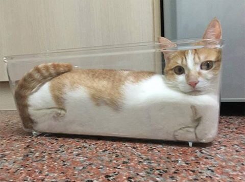 Los peligros ocultos: El perejil y su impacto negativo en los gatos 2 los peligros ocultos el perejil y su impacto negativo en los gatos98