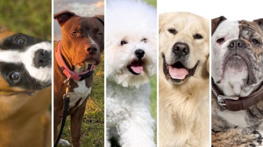 Los perros más inteligentes y cariñosos: Conoce a las mejores razas para tener como mascotas 3 Explorando la nobleza canina: Descubre la raza de perro más digna del mundo