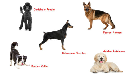 Los perros más inteligentes y cariñosos: Conoce a las mejores razas para tener como mascotas 2 los perros mas inteligentes y carinosos conoce a las mejores razas para tener como mascotas89