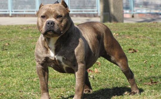 Los perros y su curiosa predilección por la hierba: ¿Por qué la comen? 1 los perros y su curiosa predileccion por la hierba por que la comen69