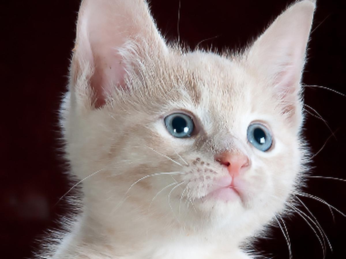 Los secretos de la gatita de tres colores que debes conocer 1 los secretos de la gatita de tres colores que debes conocer