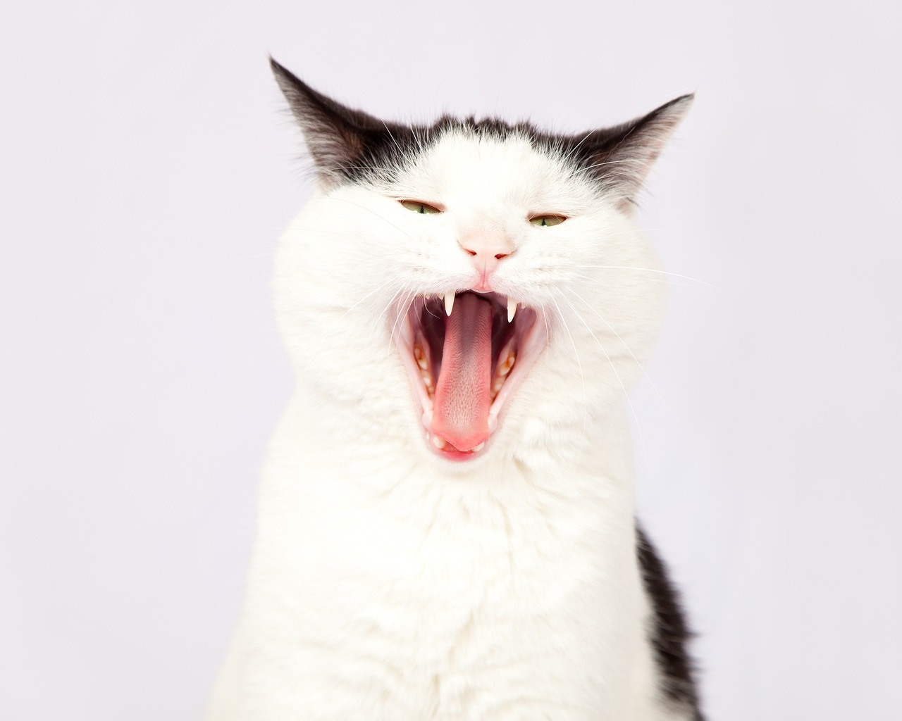 los secretos de los gatos boca arriba consejos de un veterinario