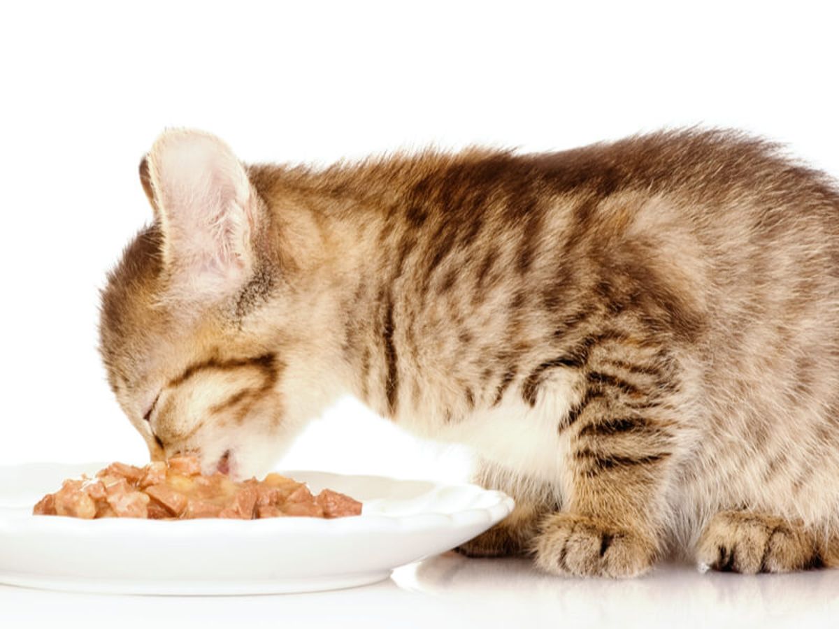 los secretos de los gatos pequenos que no crecen todo lo que necesitas saber