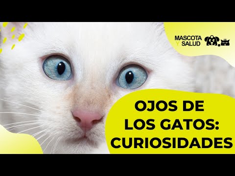 los secretos de los gatos siameses son realmente malos