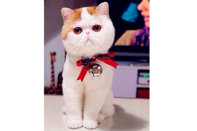 los secretos del adorable gato en miniatura todo lo que debes saber