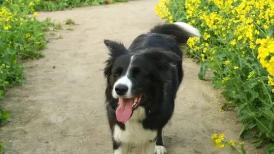 Los secretos del Border Collie: Cómo lidiar con las manchas 2 los secretos del border collie como lidiar con las manchas91