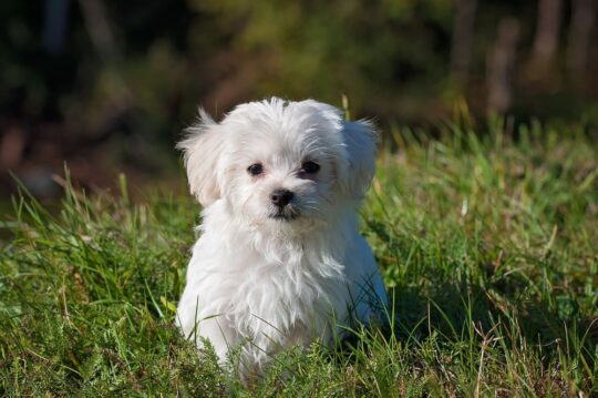 Los secretos del caniche bichon frise: cuidados, características y consejos 3 Conoce la cantidad ideal de alimento para tu Bichón Frisé y mantén su bienestar en equilibrio