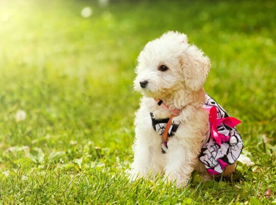 Los secretos del caniche bichon frise: cuidados, características y consejos 2 los secretos del caniche bichon frise cuidados caracteristicas y consejos85