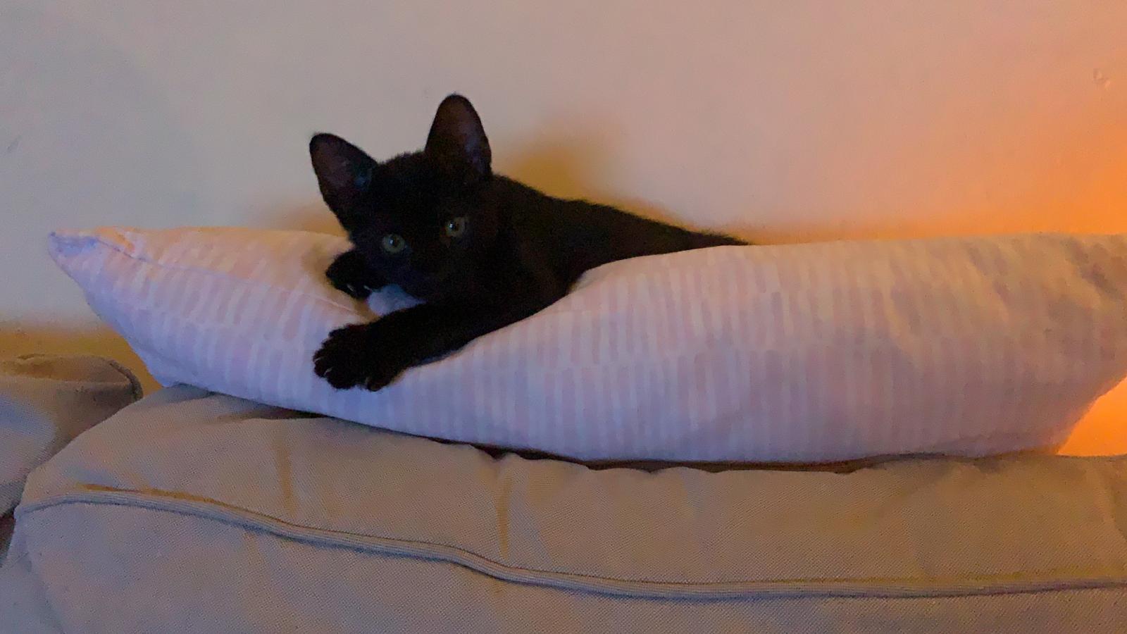 los secretos del cascabel en gatos todo lo que debes saber