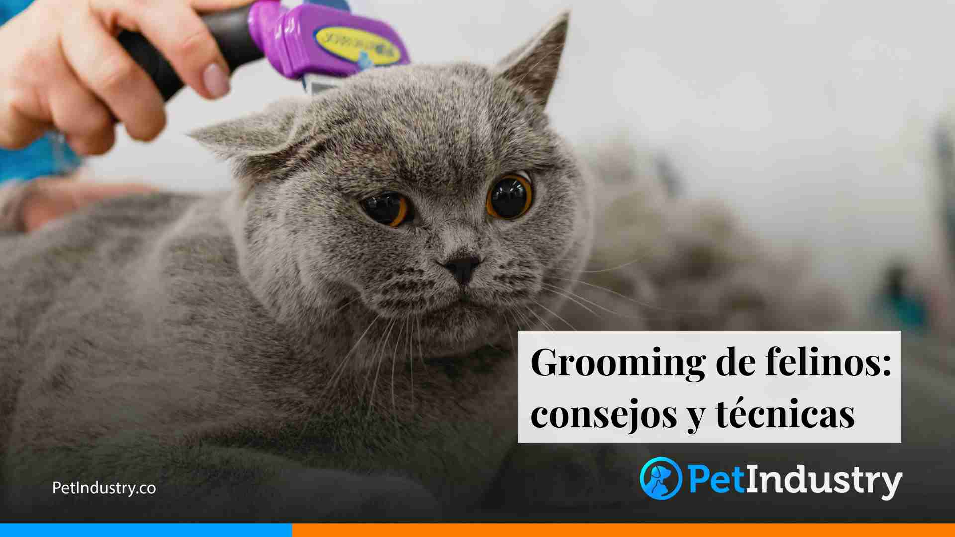 los secretos del cuidado de los gatos de pelo semilargo consejos esenciales