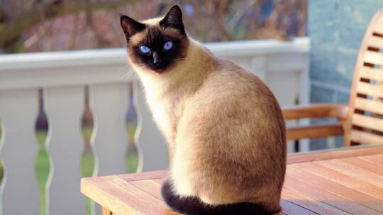 los secretos del elegante gato siames gris caracteristicas y cuidados44