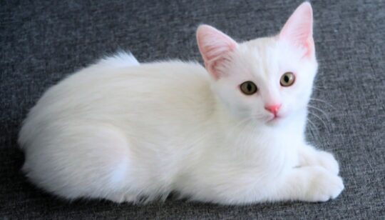 los secretos del encantador gato comun gris todo lo que debes saber80