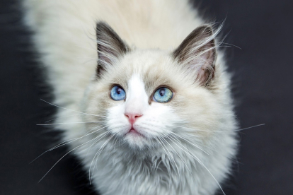 los secretos del encantador gato naranja de pelo corto