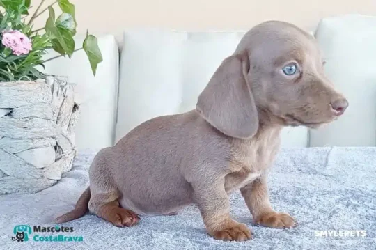 los secretos del encantador pinscher miniatura gris cuidados y curiosidades1