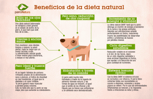 Descifrando la autenticidad de tu pincher mini: claves para identificar si es de raza pura