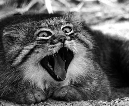 Los secretos del encanto felino: el misterio del gato de pelo gris revelado 3 El enigma del felino gris rayado: ¿Sabes cómo se llama?