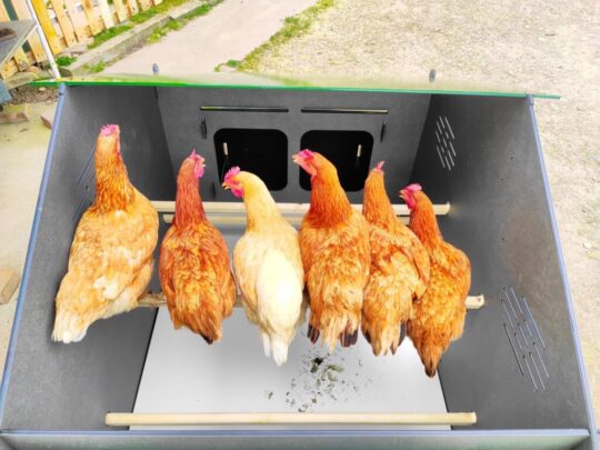 Los secretos del exitoso criadero de pollos: tips esenciales 2 los secretos del exitoso criadero de pollos tips esenciales56