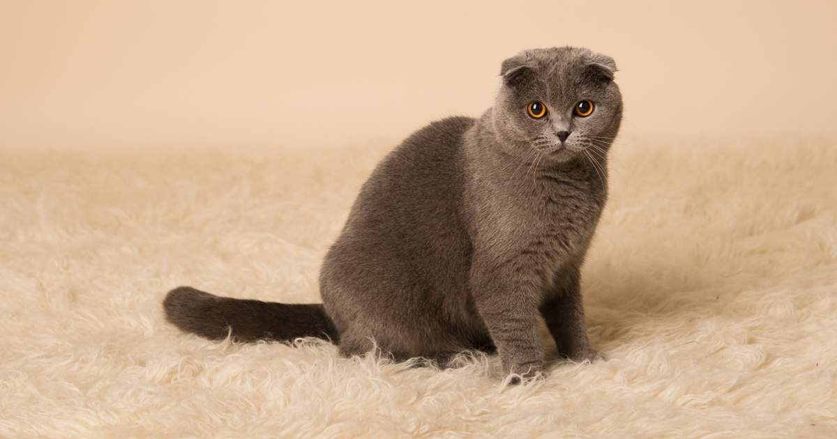 Los secretos del gato blanco y marrón: Cuidados, características y curiosidades 1 los secretos del gato blanco y marron cuidados caracteristicas y curiosidades