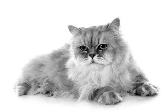 Los misteriosos ojos de los gatos grises: una mirada cautivadora en tonalidades fascinantes