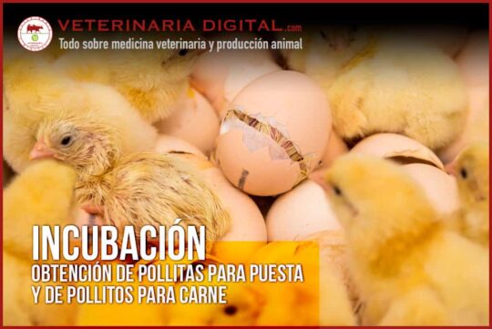 Los secretos para criar pavo real con éxito: consejos de un veterinario experto 3 Secretos fascinantes sobre la pasión del pavo real: todo lo que necesitas saber