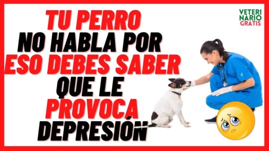 Los secretos para entender a un perro que causa temor: consejos del veterinario 1 los secretos para entender a un perro que causa temor consejos del veterinario77