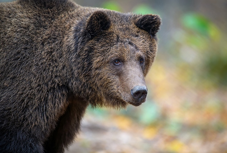 Los Tigres: La Fascinante Familia Felina que Debes Conocer 1 los tigres la fascinante familia felina que debes conocer