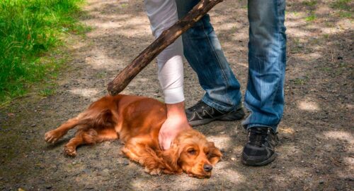 Impacto del Maltrato Animal