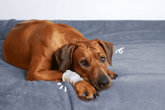 Mejora la salud de tu perro con condroprotectores naturales 2 mejora la salud de tu perro con condroprotectores naturales19