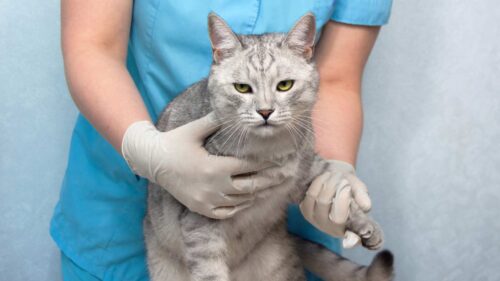 Signos Clave del Moquillo en Felinos