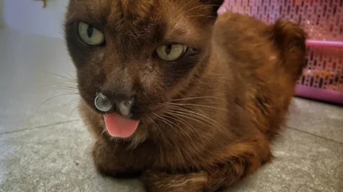 moquillo felino32