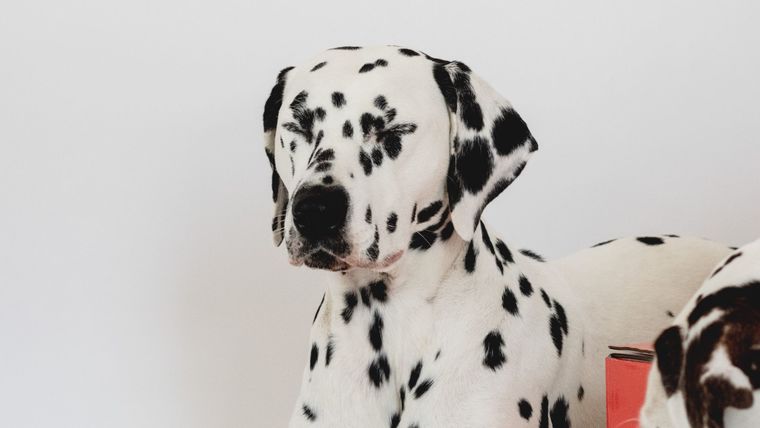 Nariz rosada en perros: causas y tratamientos 1 nariz rosada en perros causas y tratamientos