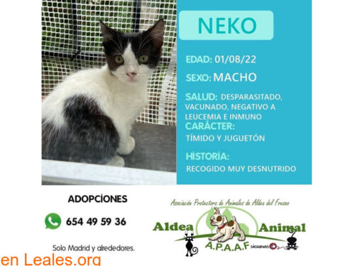 neko adopcion72