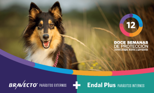 NexGard: La Mejor Pastilla para Perros para Protegerlos contra Pulgas y Garrapatas 1 nexgard la mejor pastilla para perros para protegerlos contra pulgas y garrapatas60