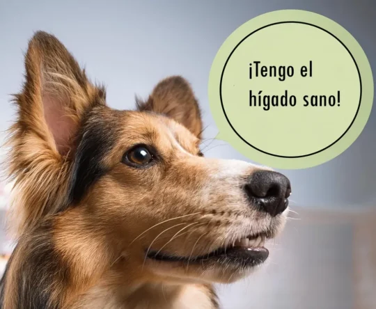Nogastrol: Conoce los beneficios y usos de este suplemento veterinario 3 La verdad detrás de dar omeprazol de humanos a tu perro: mitos y realidades