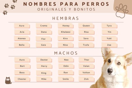 Nombres de perrita en japonés: Encuentra el nombre perfecto para tu fiel compañera 3 Encantadores nombres internacionales para tu perrita