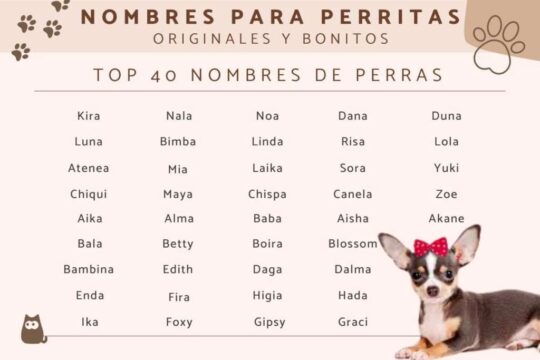 Nombres de perrita en japonés: Encuentra el nombre perfecto para tu fiel compañera 2 nombres de perrita en japones encuentra el nombre perfecto para tu fiel companera73