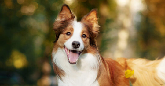 Nombres únicos para perros egipcios: Inspírate en la majestuosidad de Egipto 1 nombres unicos para perros egipcios inspirate en la majestuosidad de egipto38