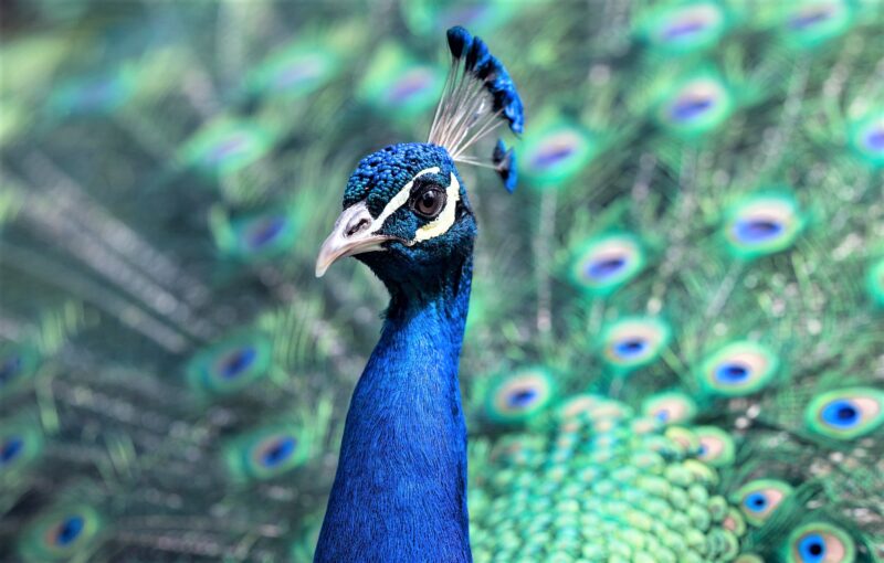 Pavo Real Albino: La Belleza Exótica de las Plumas Blancas 1 pavo real albino la belleza exotica de las plumas blancas