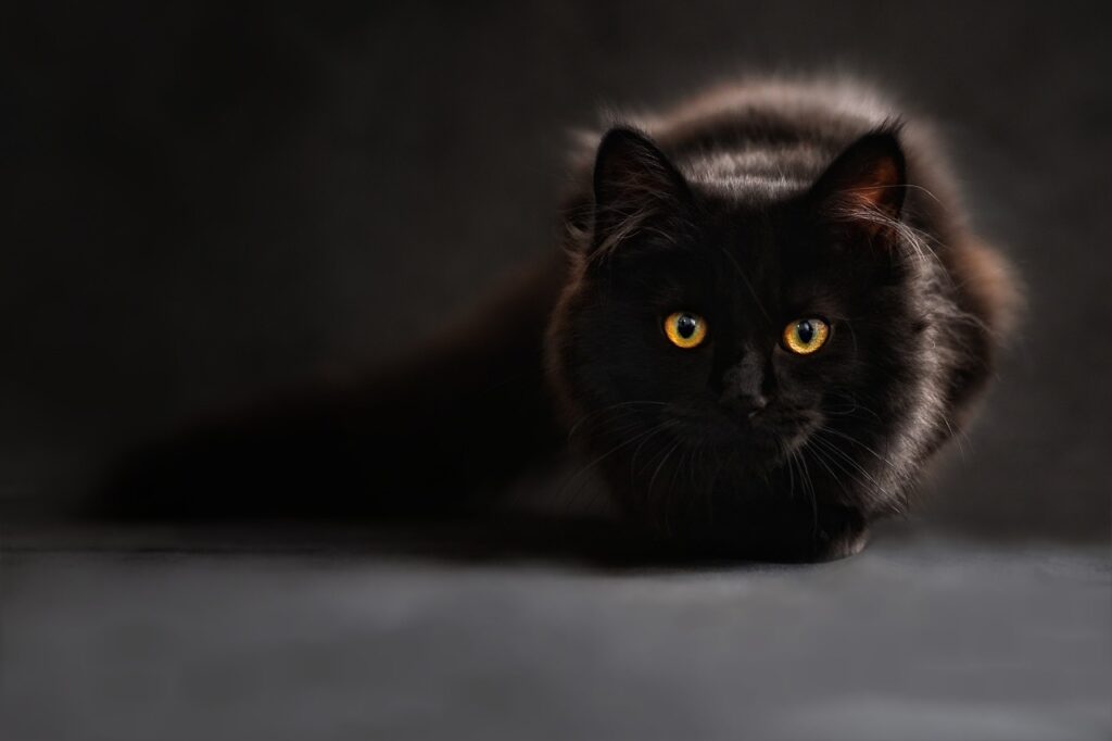por que los gatos se suben encima de ti descubre su significado