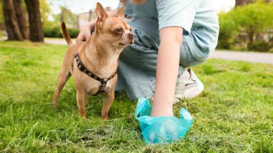 ¿Por qué los perros comen heces? Consejos y soluciones efectivas 3 Controla la alimentación de tu perro de manera efectiva con For-bid