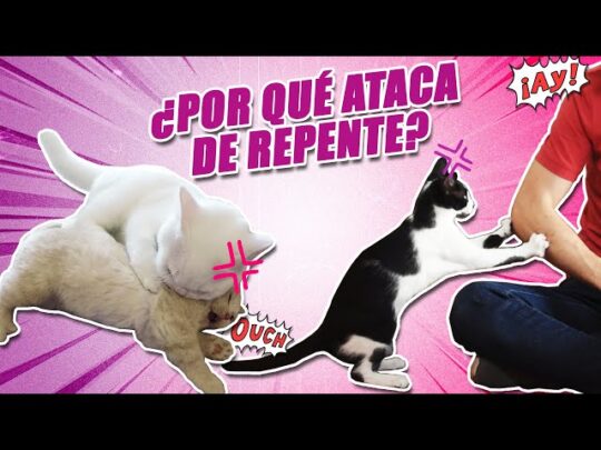 por que mi gato me bufa sin razon aparente respuestas y soluciones98