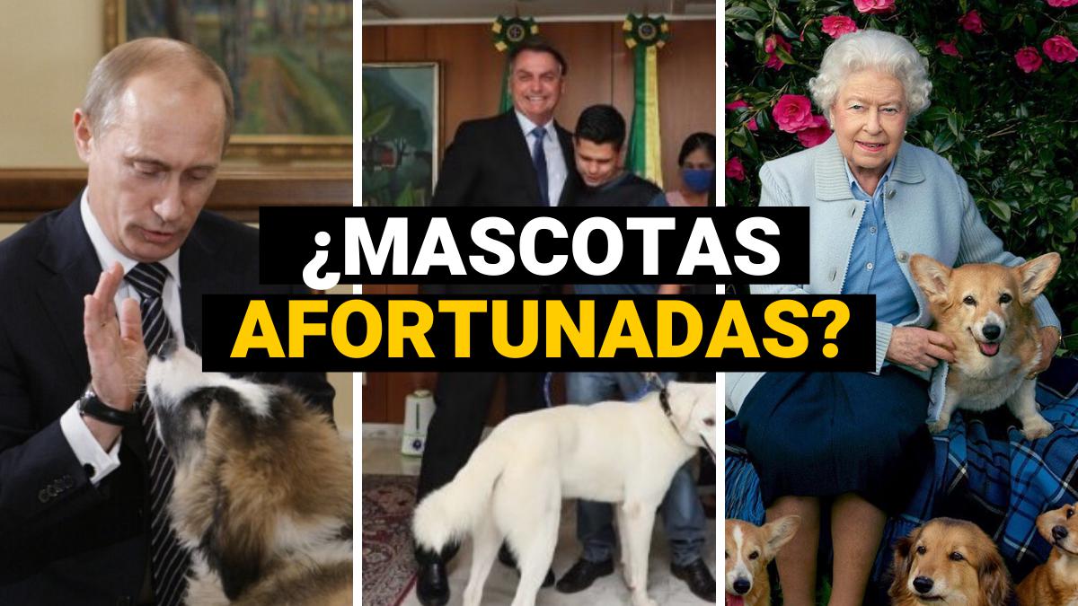 por que mi perro come hierba y vomita descubre la respuesta aqui