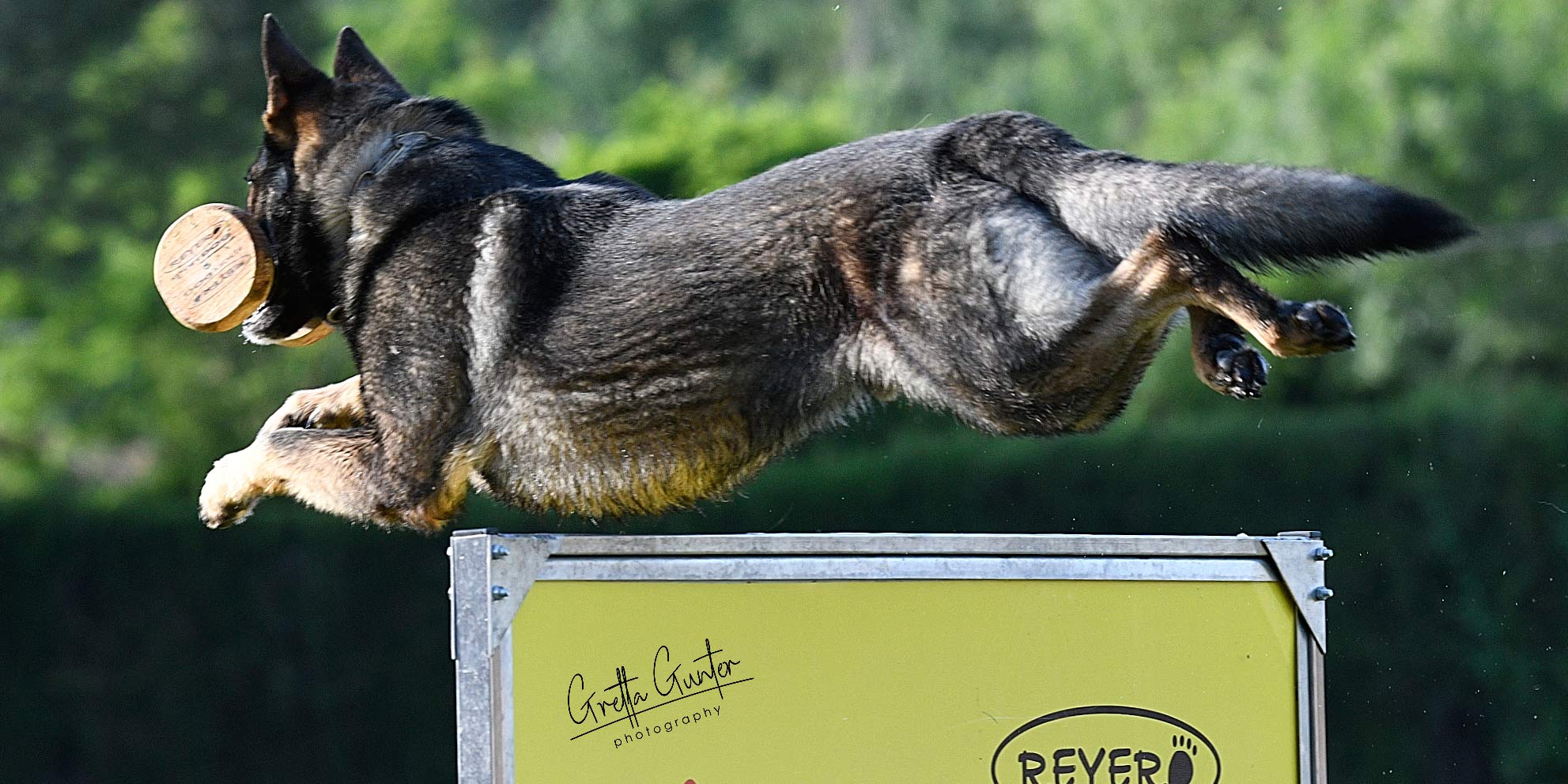 ¿Por qué mi perro quiere dormir conmigo? Descubre la respuesta aquí 1 por que mi perro quiere dormir conmigo descubre la respuesta aqui